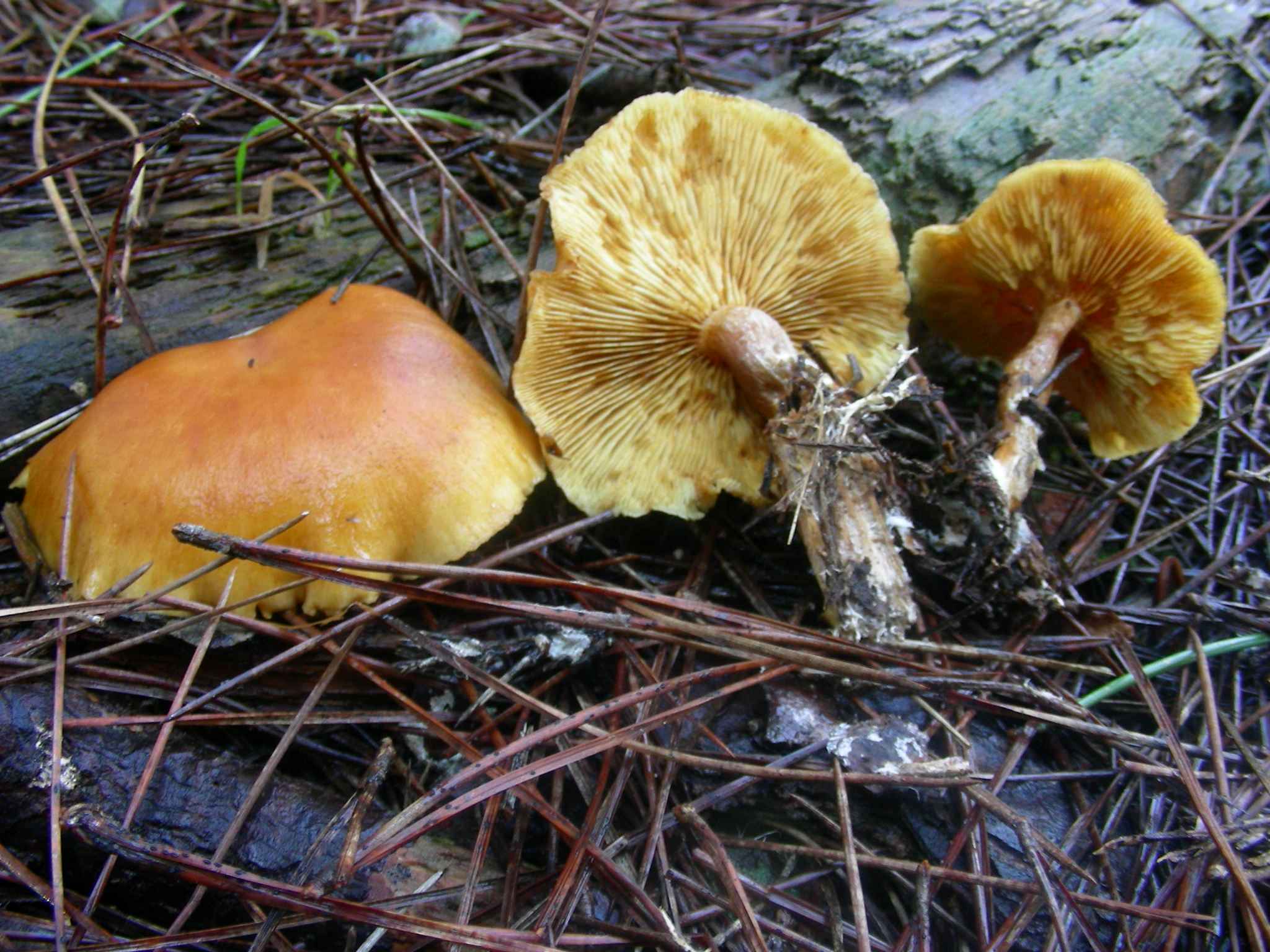 1939 Marzo vecchio ritrovamento